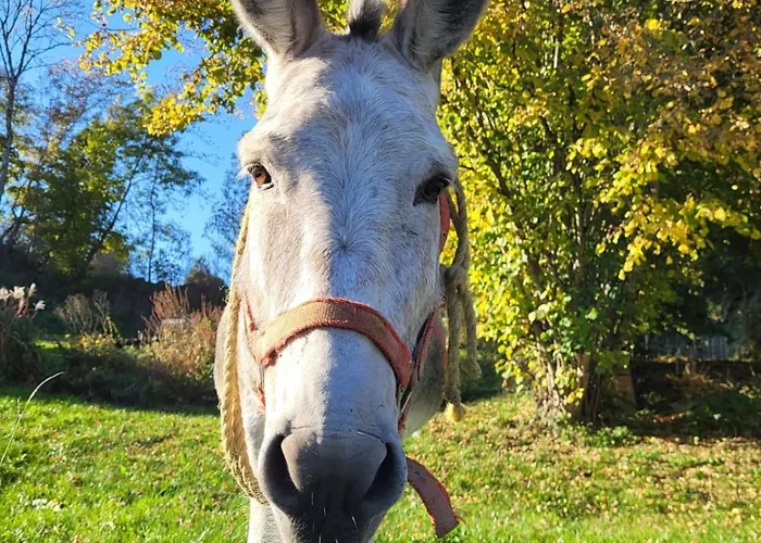 Ciel - 1-8 Pers, Au Calme, A 20 Mins Du Puy-de-dome, Vulcania Et Le Volcan De Lemptegy * Gelles