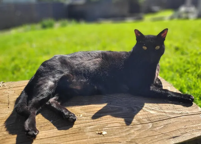 Ciel - 1-8 Pers, Au Calme, A 20 Mins Du Puy-de-dome, Vulcania Et Le Volcan De Lemptegy *